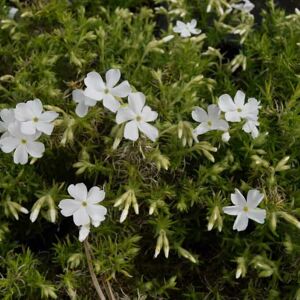 Phlox subulata 'White Delight' ---